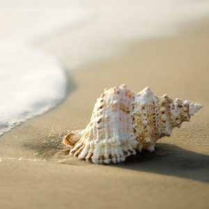 lone shell on the sand